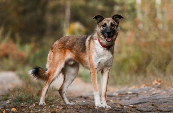 Собака Харви мечтает стать домашним в Электрогорске фото 4