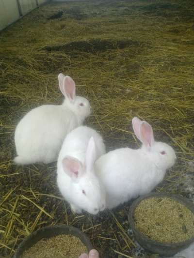 Кролики породы немецкий Ризен в Челябинске фото 4