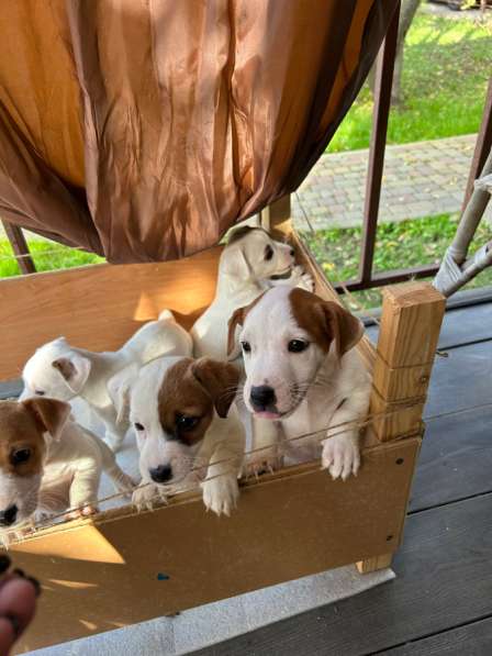 Щенки Джек Рассел терьер в Москве фото 4