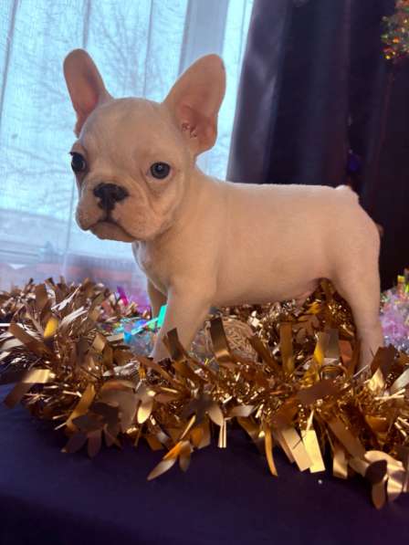 Французский бульдог в Уссурийске фото 3