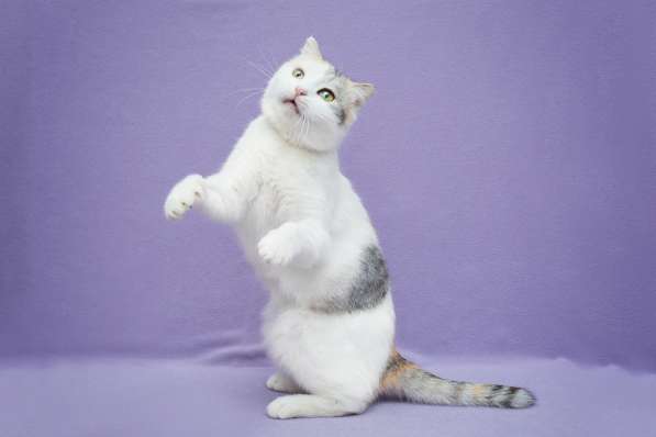 Шотландская вислоухая трехцветная кошечка Клео в дар в Москве фото 5