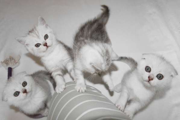 Шотландский кот на вязку в