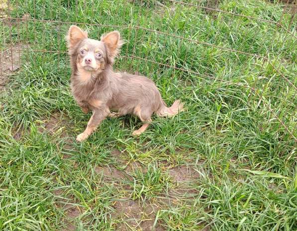 Красивые щенки Чихуахуа мальчики и девочки в Москве фото 4