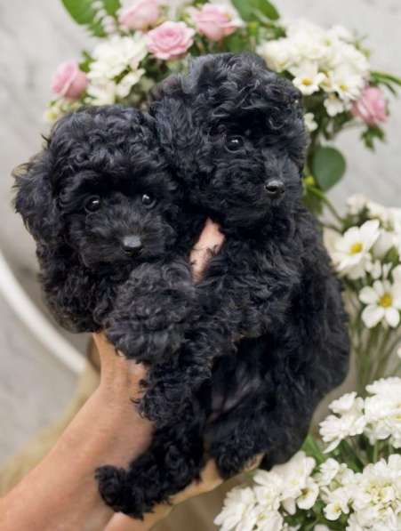 Toy poodle. Boy's