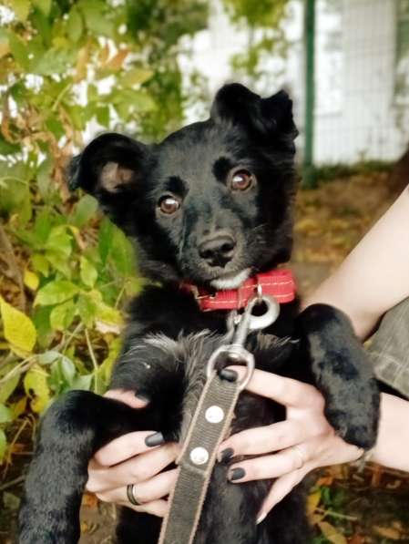 Маленький щенок с пушистыми ушками в Санкт-Петербурге