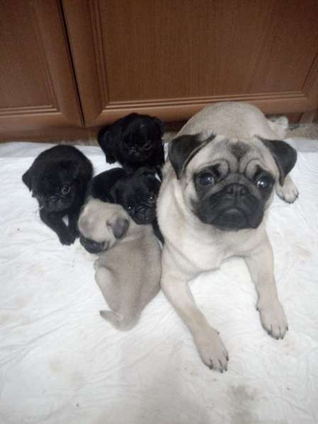 Щенки Мопса