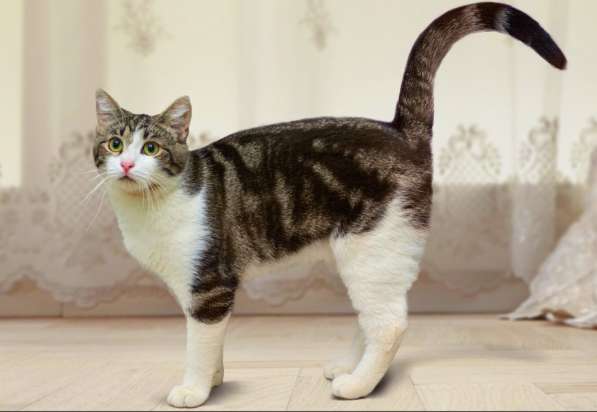 Котенок в добрые руки. Тошка-добрая душа в Москве фото 11