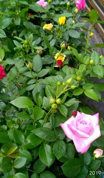 Саженцы роза бордюрка в Ростове-на-Дону фото 4