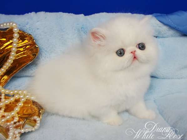 Персидский котенок белого окраса с медными глазами в Москве фото 3