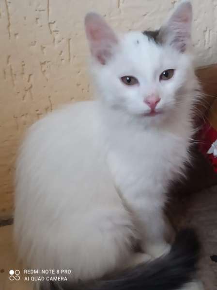 Белый котенок в Краснодаре