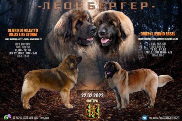 Щенки Леонбергера от пары чемпионов в Наро-Фоминске фото 10