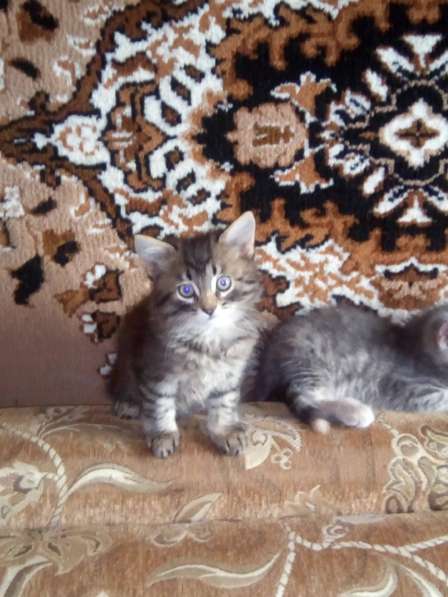 Красивые котятки в Нижнем Новгороде фото 4