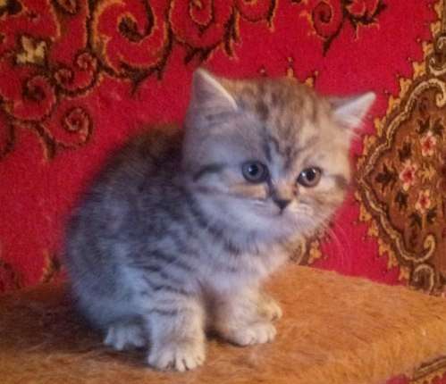 Огромное шотландское счастье в фото 7