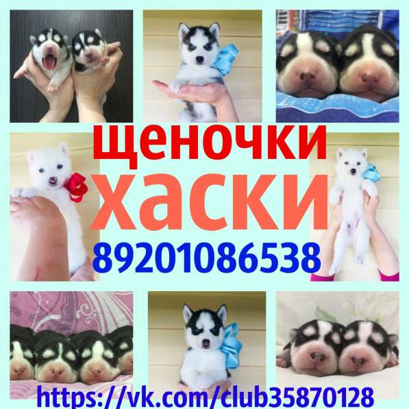 Щеночки хаски черно-белые и белоснежные в Мышкине