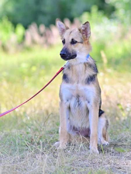 Красавица Джуля ищет дом! в Москве фото 7