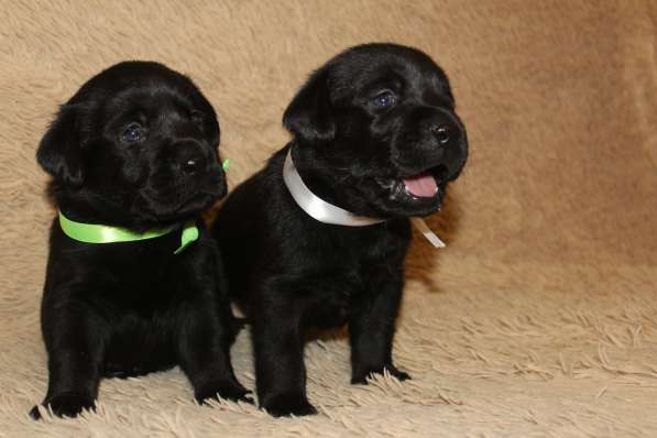 Высокопородные щенки лабрадора-ретривера в Красноярске