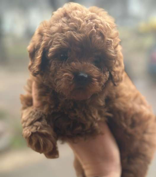 Пудель той. Red