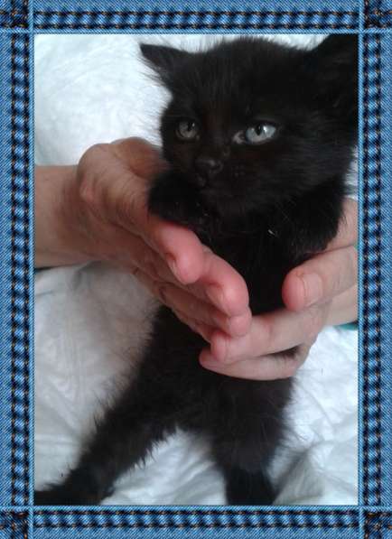 Отдадим красивых котят в добрые руки в Таганроге фото 3