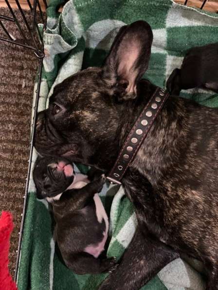 Продаются щенки