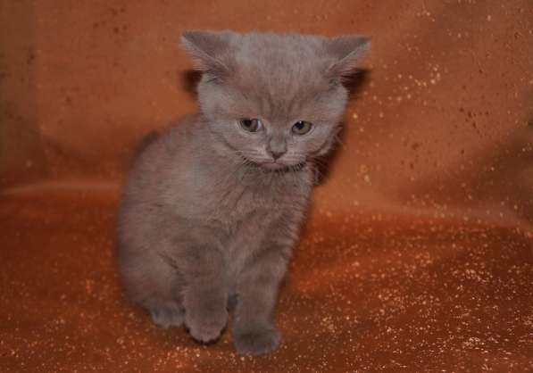 Питомник британских кошек Mendeleev предлогает котят в Люберцы фото 3