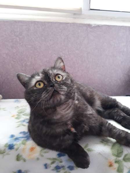 Кошка Моника ищет дом в Краснодаре