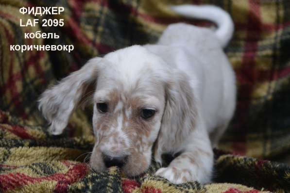 Английский сеттер щенки из элитного питомника в Москве фото 74