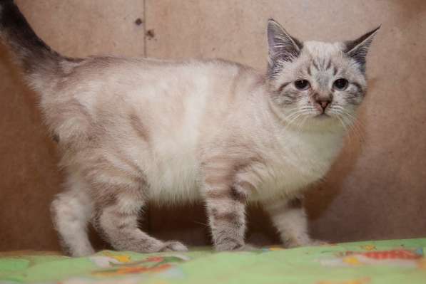 Эксклюзивные котята (10 мес.) в дар в Москве фото 149