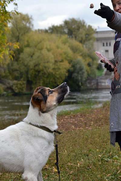 Молодой, крупный, воспитанный пес Тарзан в добрые руки в Москве