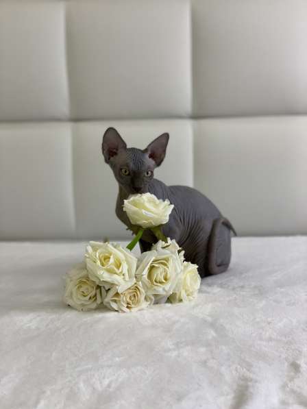 Sphynx Blue Prince в Москве фото 4