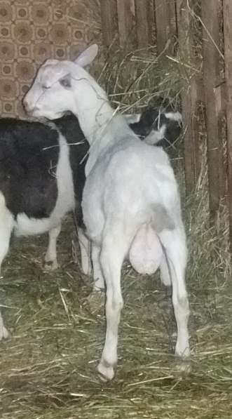 Чистопородные зааненские козлики в Голицыне фото 26