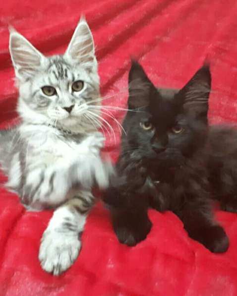 Котята MaineCoon в Ставрополе фото 5