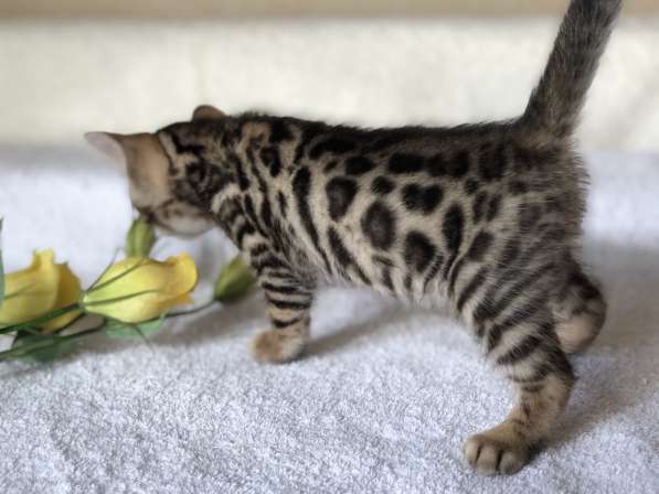 Предлагаются Бенгальские котята из питомника с документами в фото 40