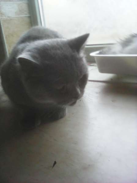 Продам британскую кошку в Таганроге фото 3