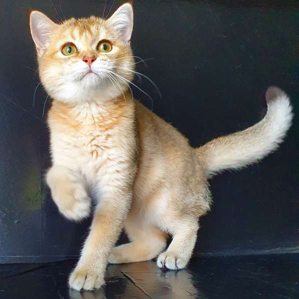 Scottish gold SFS71 ny 11 в Рязани фото 4