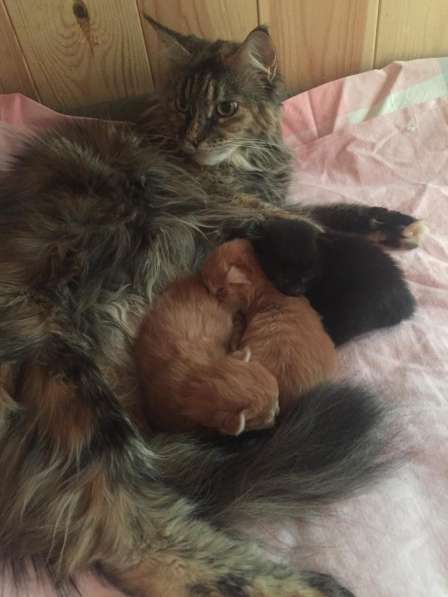 Продажа котят мейн кунов в Снежинске фото 21