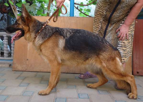 Щенок немецкой овчарки в Краснодаре фото 10