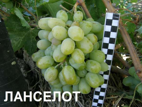 Продам саженцы и черенки винограда в Нижнегорском фото 3