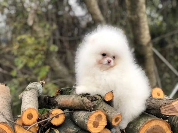 Щенки померанского шпица от Ирлайн-дог в продаже в фото 5