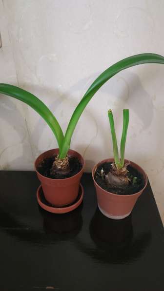 Гипеаструм в фото 3