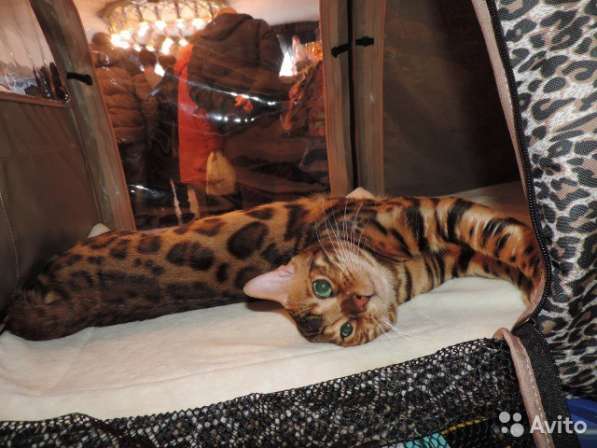 Питомник бенгальских кошек в Кирове фото 4