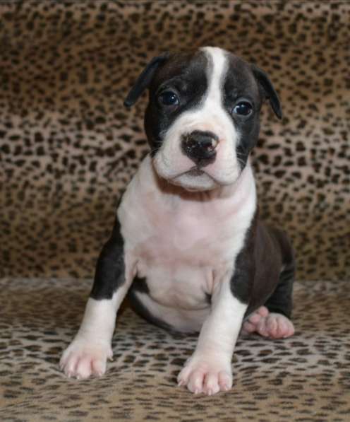 Шикарные Амстаффики мальчики и девочки ркф в Москве фото 10