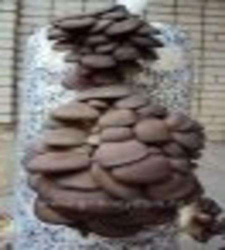 Мицелий грибов вешенка, шампиньонов, опят в Ставрополе