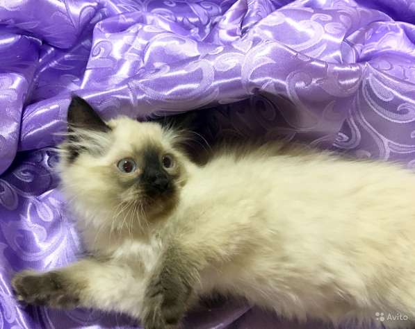 Котенок Невский маскарадный в Санкт-Петербурге фото 3