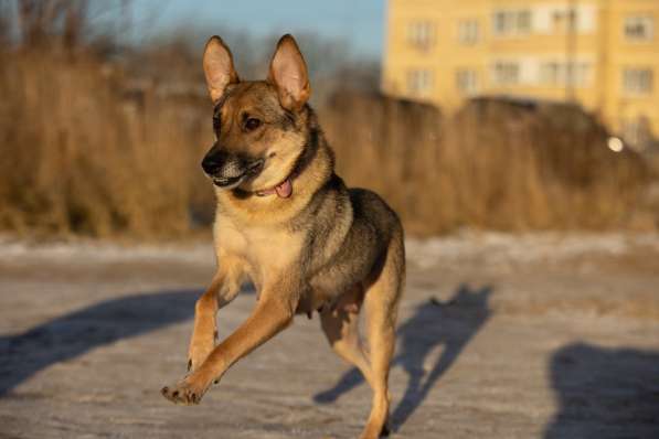 Замечательная собачка Буся ищет дом в Москве фото 3