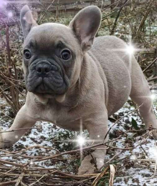 Французский бульдог. Blue fawn