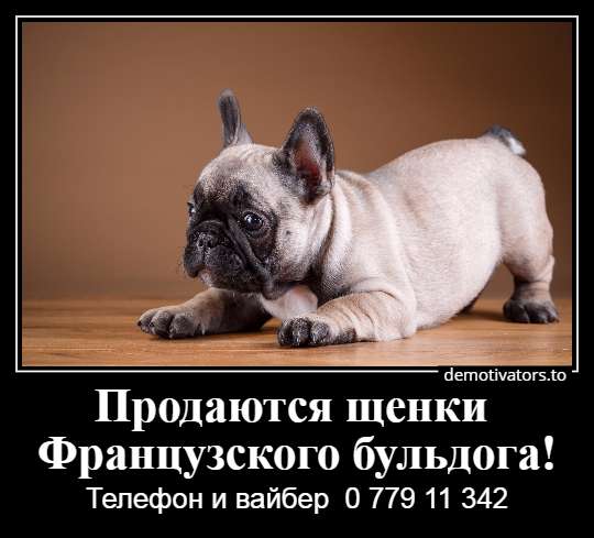 Очаровательные щеночки французского бульдога в фото 20