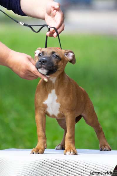 Продажа стаффбуля в Калининграде фото 16