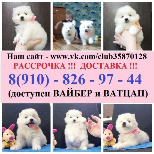 Белоснежные самоеды