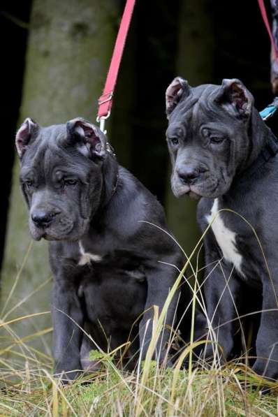 Cane Corso puppy в фото 12