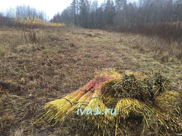 Плетеные деревья из ивы в Санкт-Петербурге фото 5